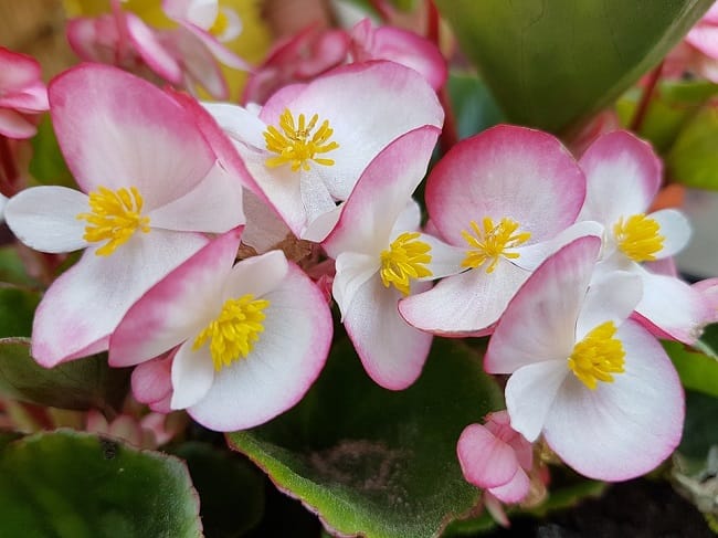 Begonia Flower - Find Florists in India - Charming Flowers