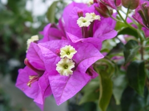 Bougainvillea Flower - Find Florists in India - Charming Flowers