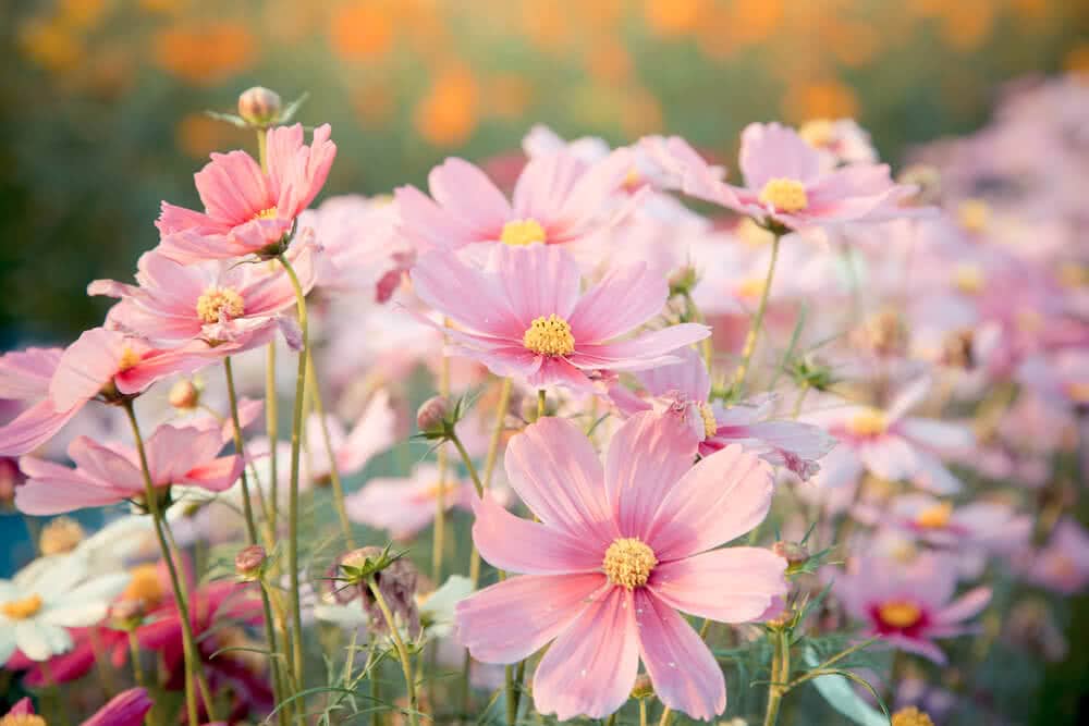 Cosmos Flower - Find Florists in India - Charming Flowers