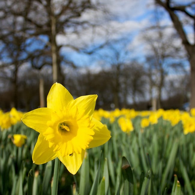 Daffodils