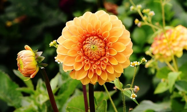 Dahlias Flower - Find Florists in India - Charming Flowers