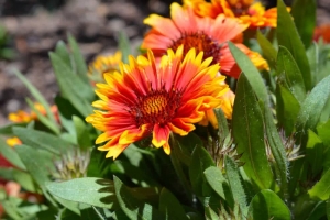 Gaillardia Flower - Find Florists in India - Charming Flowers