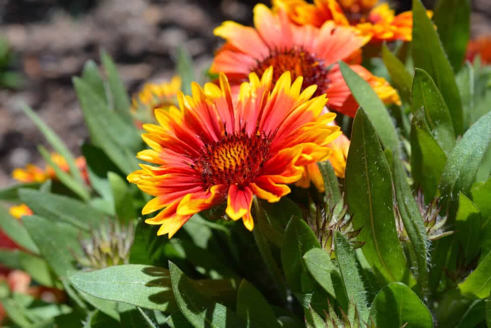 Gaillardia