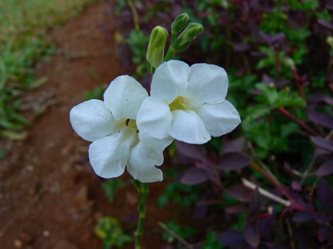 Ganges Primrose Flower - Find Florists in India - Charming Flowers