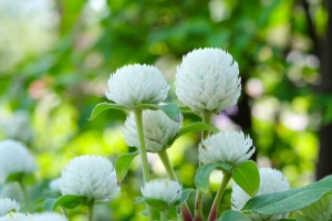 Gomphrena