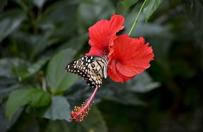 Hibiscus Flower - Find Florists in India - Charming Flowers