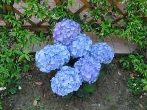 Hydrangeas