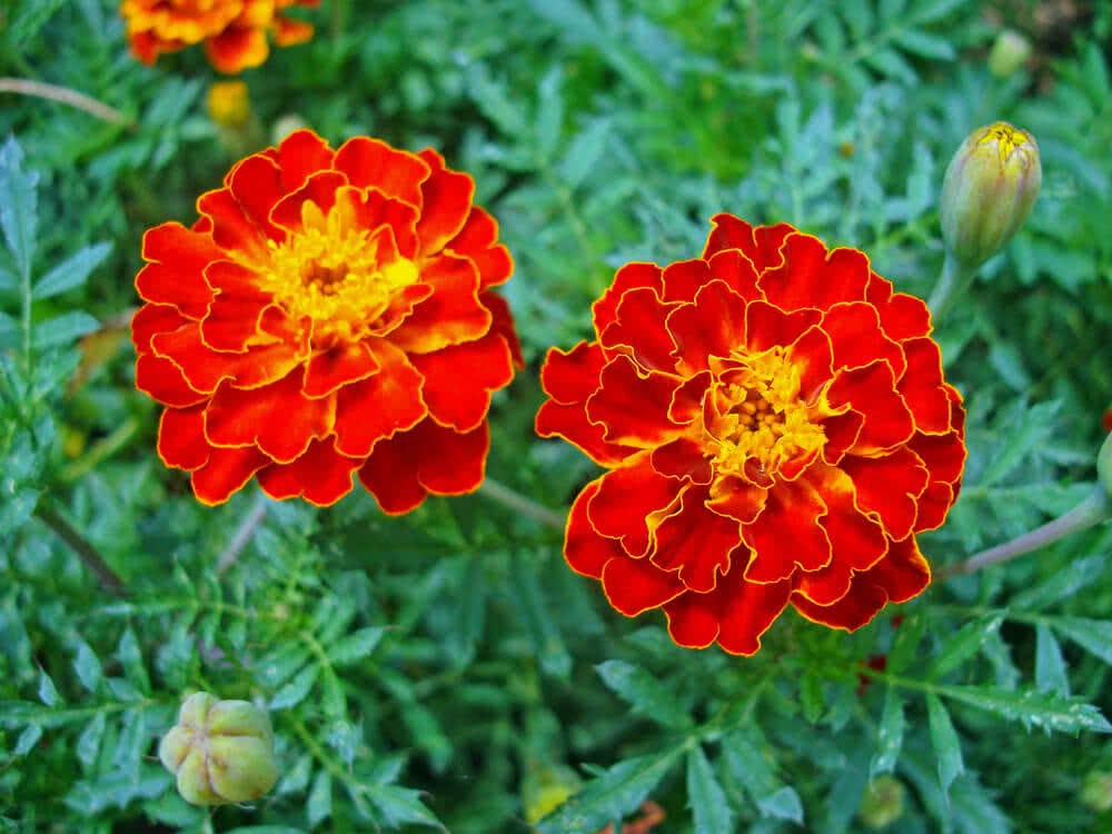 french Marigold Flower - Find Florists in India - Charming Flowers