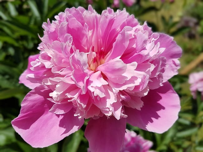 Peonies Flower - Find Florists in India - Charming Flowers