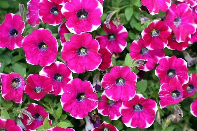 Petunia Flower - Find Florists in India - Charming Flowers