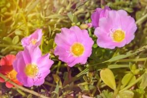 Portulaca Flower - Find Florists in India - Charming Flowers