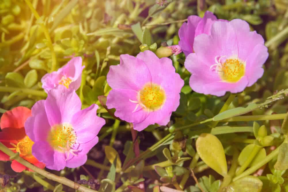 Portulaca