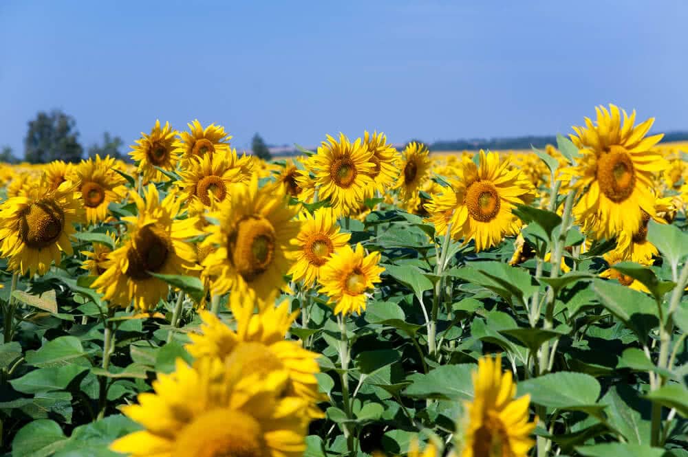 Sunflower