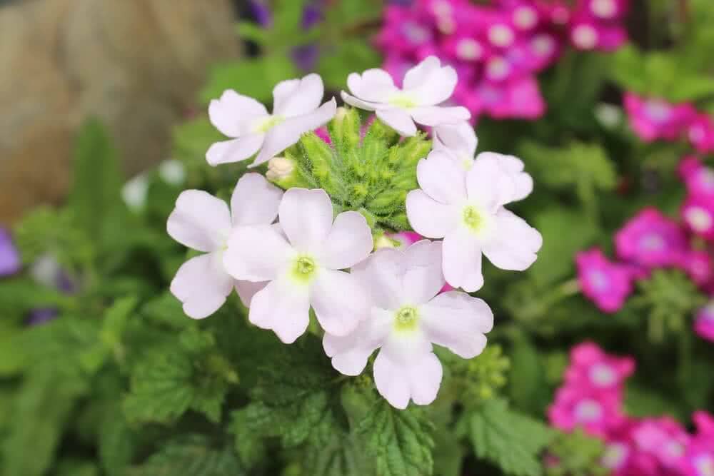 Verbena