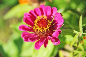 Zinnia Flower - Find Florists in India - Charming Flowers