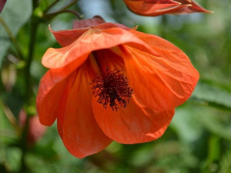 Abutilon