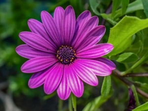 African Daisy - Find Florists in India - Charming Flowers