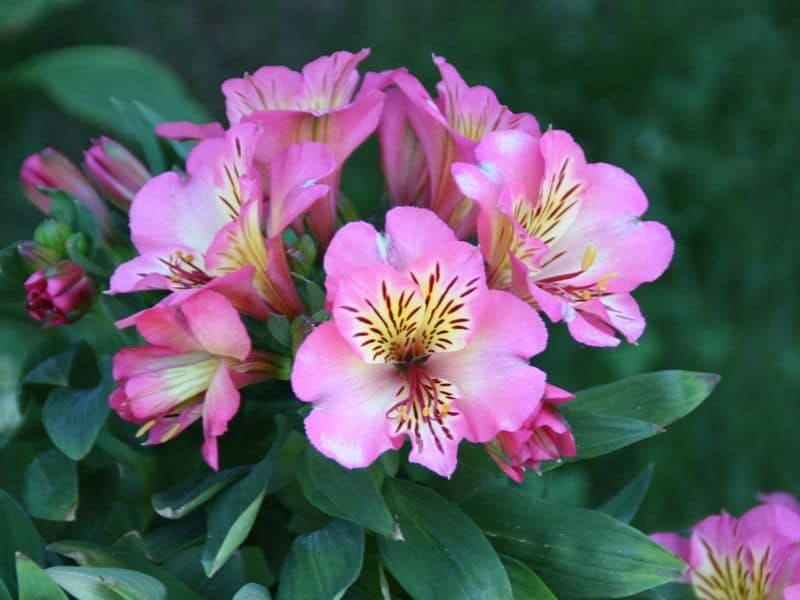 Alstroemeria - Find Florists in India - Charming Flowers