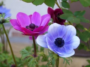 Anemone