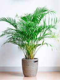 Areca Palm (Dypsis Lutescens)