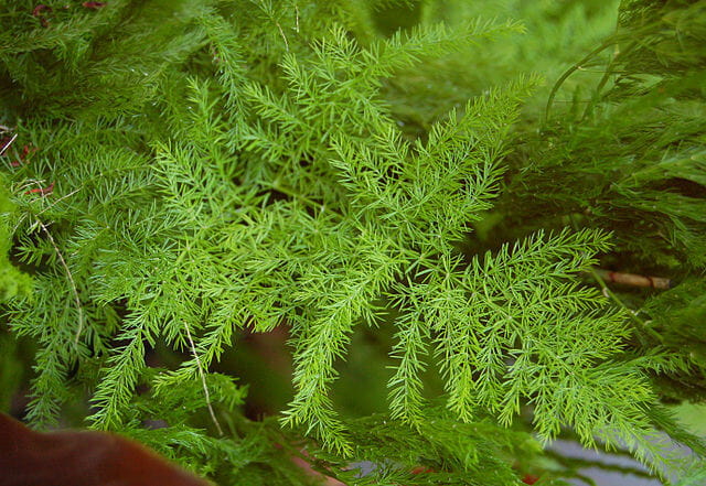 Asparagus Fern (Asparagus Aethiopicus)