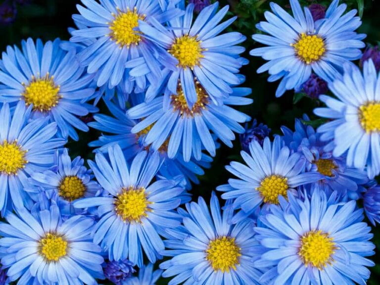 Aster