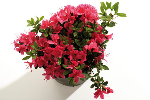 Azalea (Rhododendron Simsii) - Charming Flowers, Nurseries & Shops in India