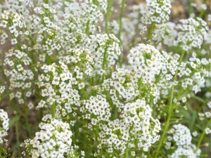 Baby’s Breath