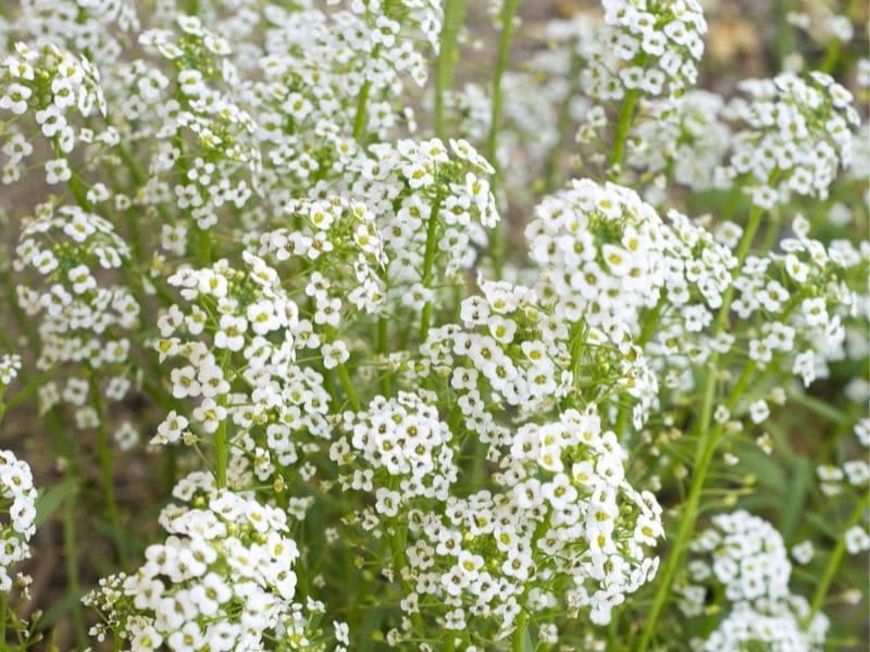 Babys-breath - Find Florists in India - Charming Flowers