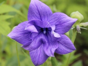 Balloon Flower - Find Florists in India - Charming Flowers