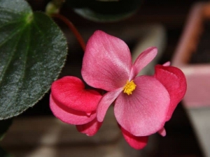 Begonia - Find Florists in India - Charming Flowers