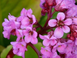 Bergenia