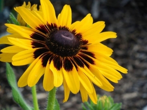 Black-Eyed Susan