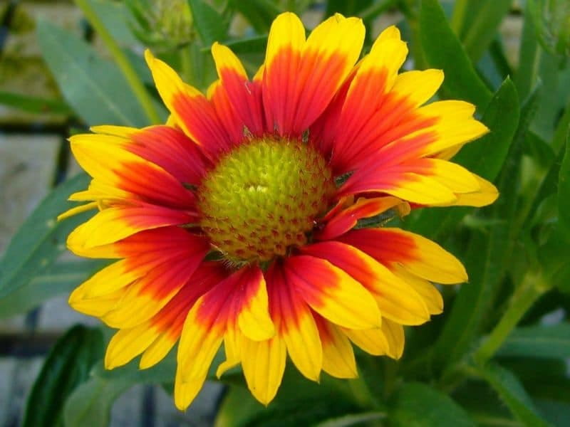 Blanket Flower - Find Florists in India - Charming Flowers