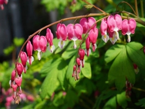 Bleeding Heart - Find Florists in India - Charming Flowers