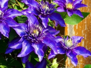 Blue-clematis - Find Florists in India - Charming Flowers