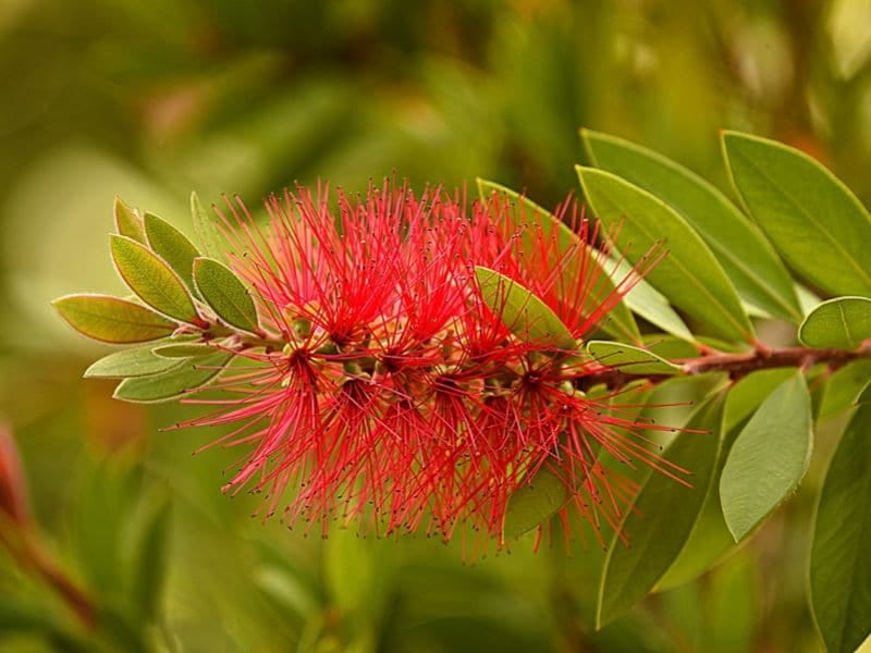 Bottle Brush - Find Florists in India - Charming Flowers