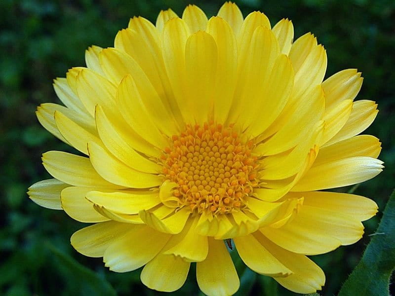 Calendula - Find Florists in India - Charming Flowers