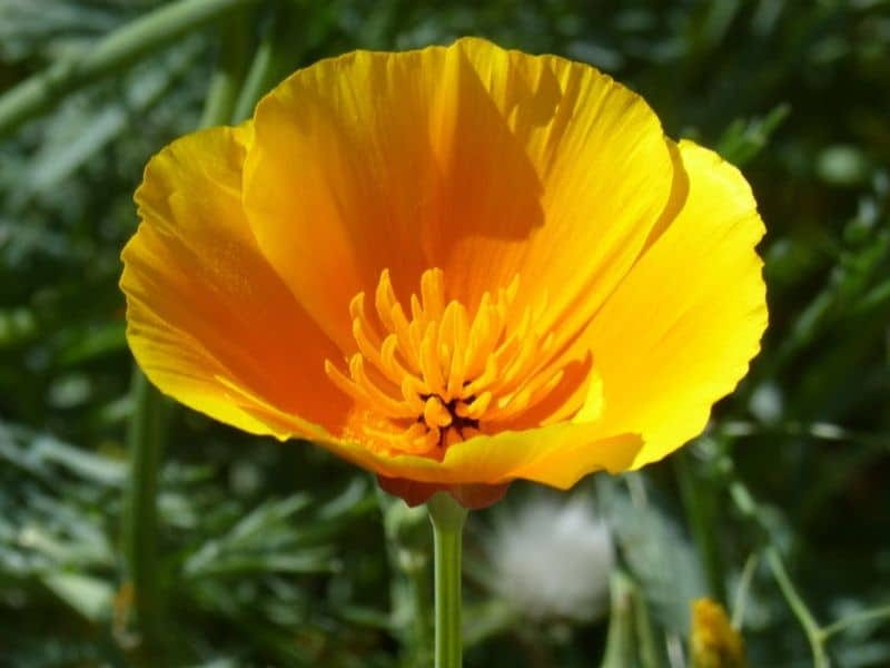 California Poppy