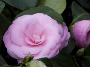 Camellia - Find Florists in India - Charming Flowers