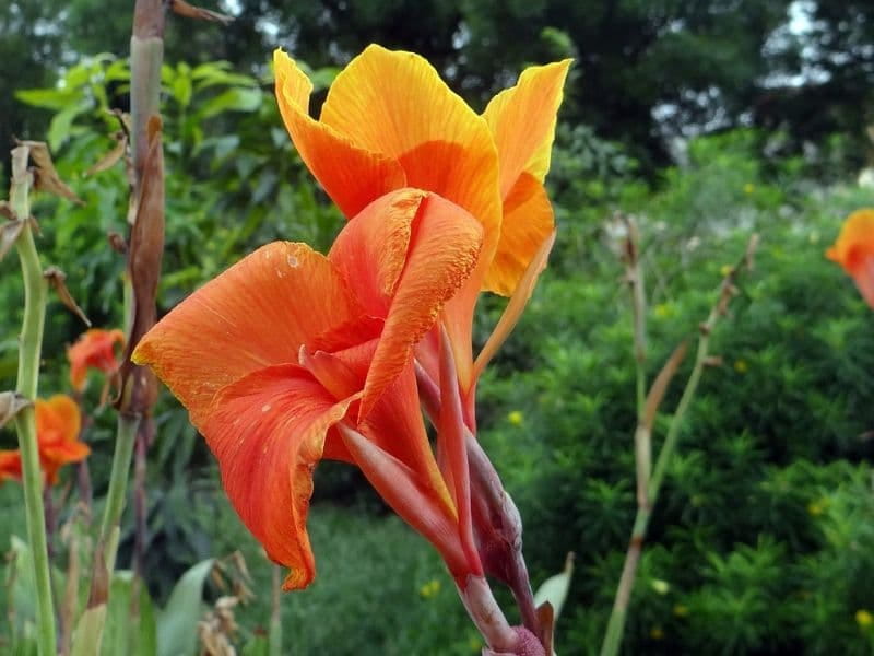 Canna Lily - Find Florists in India - Charming Flowers