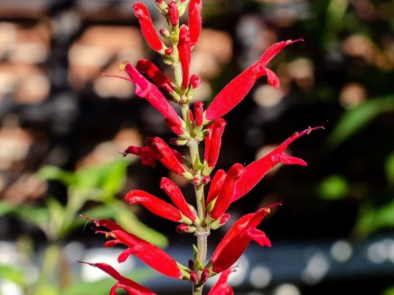 Cardinal Flower