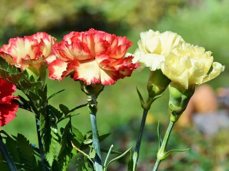 Carnation - Find Florists in India - Charming Flowers