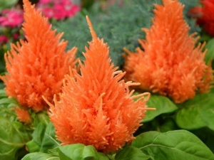 Celosia