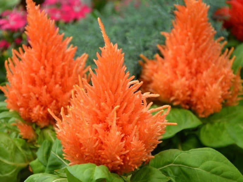 Celosia