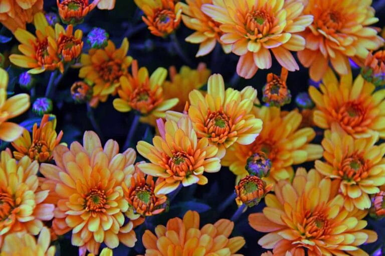 Chrysanthemum