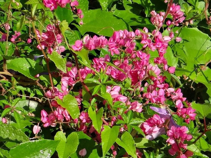 Coral Vine - Find Florists in India - Charming Flowers