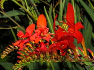 Crocosmia