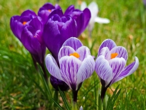 Crocus - Find Florists in India - Charming Flowers