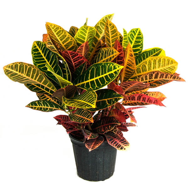 Croton (Codiaeum Variegatum)